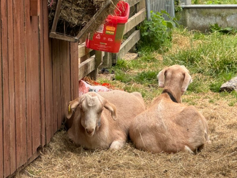 The Windmill Hill City Farm animals are out!