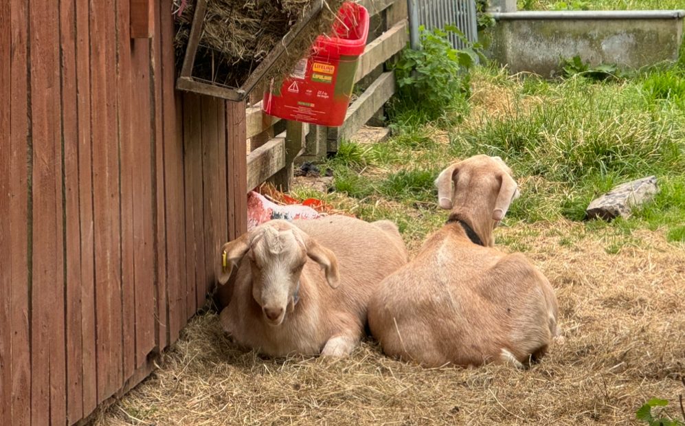 The Windmill Hill City Farm animals are out!