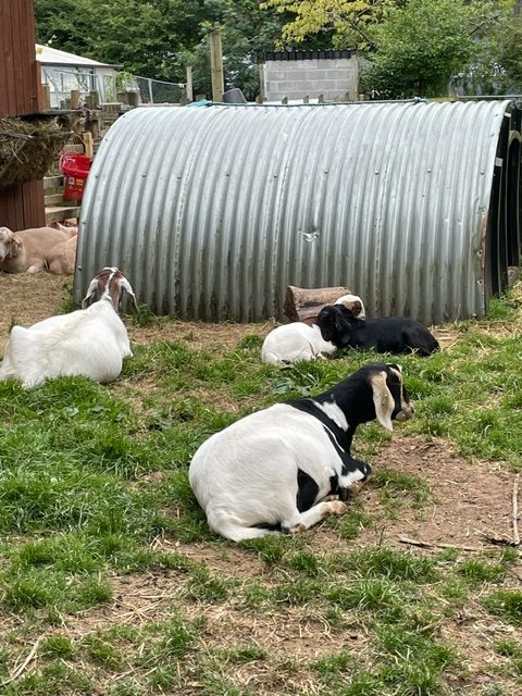 Windmill Hill City Farm Volunteering