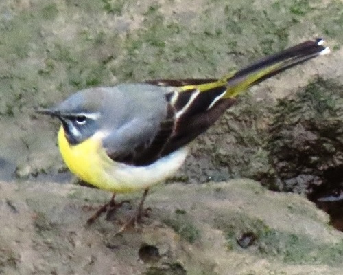 grey-wagtail-new-cut